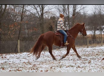 American Quarter Horse, Ruin, 14 Jaar, 168 cm, Donkere-vos