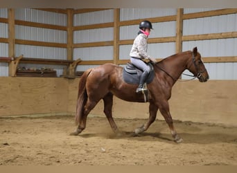 American Quarter Horse, Ruin, 14 Jaar, 168 cm, Donkere-vos