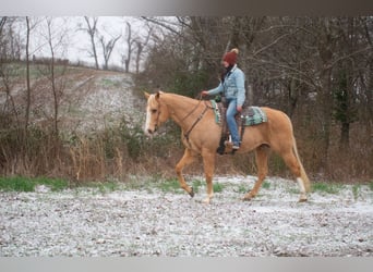 American Quarter Horse, Ruin, 14 Jaar, 170 cm, Palomino