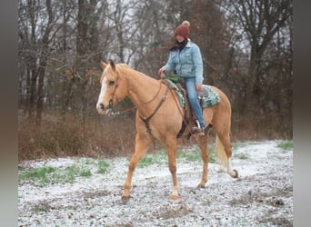 American Quarter Horse, Ruin, 14 Jaar, 170 cm, Palomino