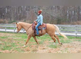 American Quarter Horse, Ruin, 14 Jaar, 170 cm, Palomino