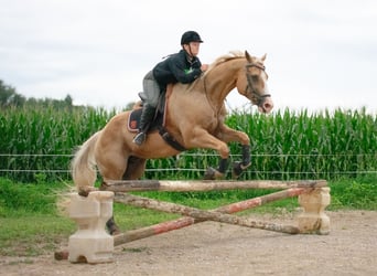 American Quarter Horse, Ruin, 14 Jaar, 170 cm, Palomino