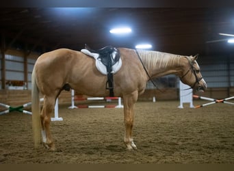 American Quarter Horse, Ruin, 14 Jaar, 170 cm, Palomino