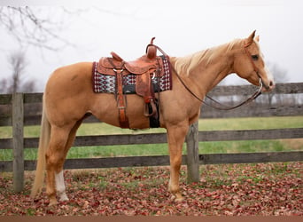 American Quarter Horse, Ruin, 14 Jaar, 170 cm, Palomino