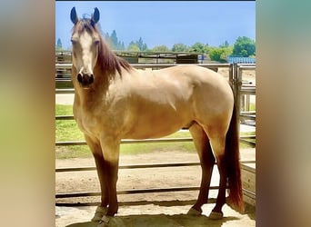 American Quarter Horse Mix, Ruin, 14 Jaar, 173 cm, Buckskin