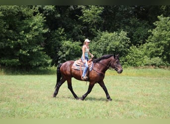 American Quarter Horse, Ruin, 14 Jaar, 175 cm, Zwart