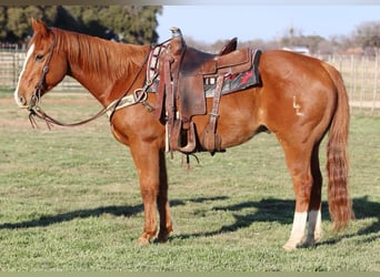 American Quarter Horse, Ruin, 14 Jaar, Donkere-vos