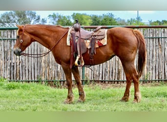 American Quarter Horse, Ruin, 14 Jaar, Donkere-vos