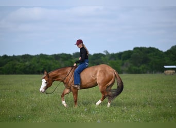 American Quarter Horse, Ruin, 14 Jaar, Falbe