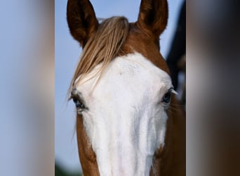 American Quarter Horse, Ruin, 14 Jaar, Falbe