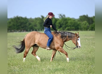 American Quarter Horse, Ruin, 14 Jaar, Falbe