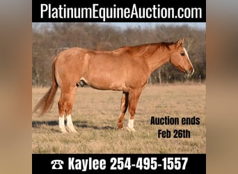 American Quarter Horse, Ruin, 14 Jaar, Falbe