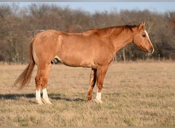 American Quarter Horse, Ruin, 14 Jaar, Falbe