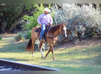 American Quarter Horse, Ruin, 14 Jaar, Falbe