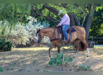 American Quarter Horse, Ruin, 14 Jaar, Falbe