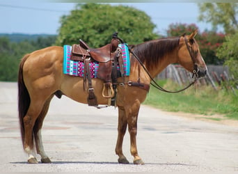 American Quarter Horse, Ruin, 14 Jaar, Falbe