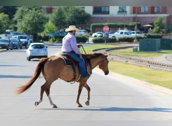 American Quarter Horse, Ruin, 14 Jaar, Falbe