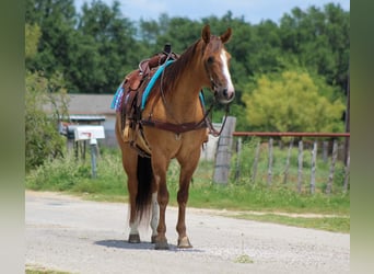 American Quarter Horse, Ruin, 14 Jaar, Falbe