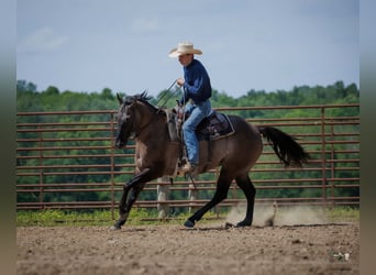 American Quarter Horse, Ruin, 14 Jaar, Grullo