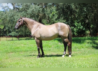 American Quarter Horse, Ruin, 14 Jaar, Grullo