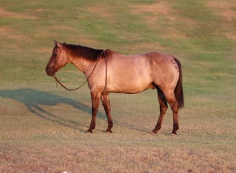 American Quarter Horse, Ruin, 14 Jaar, Grullo