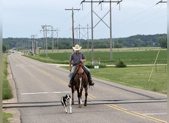 American Quarter Horse, Ruin, 14 Jaar, Roodvos