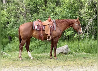 American Quarter Horse, Ruin, 14 Jaar, Roodvos