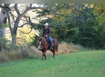American Quarter Horse, Ruin, 14 Jaar, Roodvos