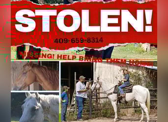 American Quarter Horse, Ruin, 14 Jaar, Schimmel