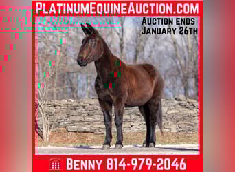 American Quarter Horse, Ruin, 14 Jaar, Zwart