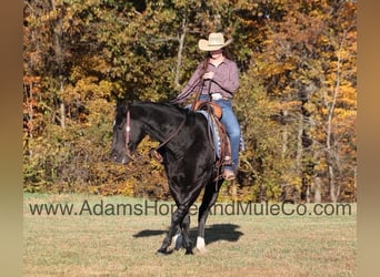 American Quarter Horse, Ruin, 14 Jaar, Zwart
