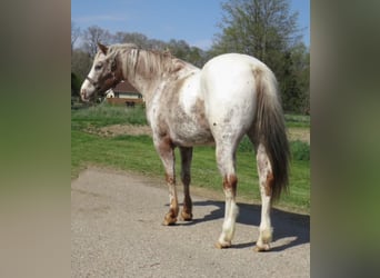 American Quarter Horse, Ruin, 15 Jaar, 140 cm, Wit