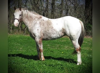 American Quarter Horse, Ruin, 15 Jaar, 140 cm, Wit