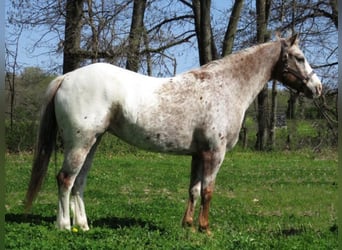 American Quarter Horse, Ruin, 15 Jaar, 140 cm, Wit