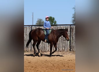 American Quarter Horse, Ruin, 15 Jaar, 142 cm, Roodbruin