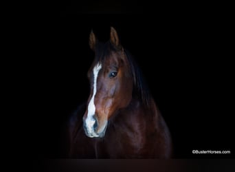 American Quarter Horse, Ruin, 15 Jaar, 142 cm, Roodbruin