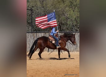 American Quarter Horse, Ruin, 15 Jaar, 142 cm, Roodbruin