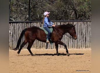 American Quarter Horse, Ruin, 15 Jaar, 142 cm, Roodbruin