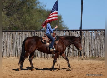 American Quarter Horse, Ruin, 15 Jaar, 142 cm, Roodbruin