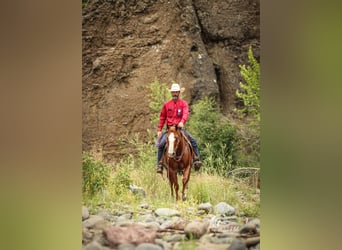 American Quarter Horse, Ruin, 15 Jaar, 145 cm, Roodvos