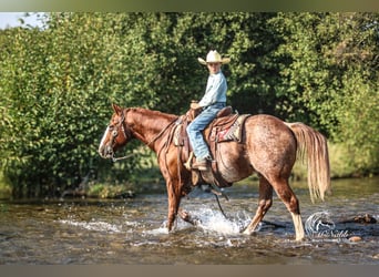 American Quarter Horse, Ruin, 15 Jaar, 145 cm, Roodvos