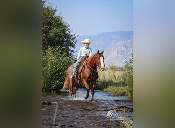 American Quarter Horse, Ruin, 15 Jaar, 145 cm, Roodvos
