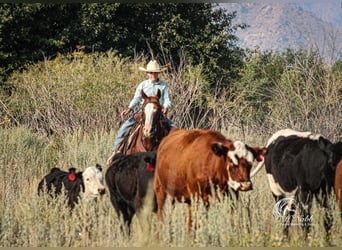 American Quarter Horse, Ruin, 15 Jaar, 145 cm, Roodvos