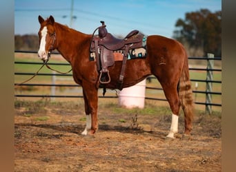 American Quarter Horse, Ruin, 15 Jaar, 147 cm, Donkere-vos