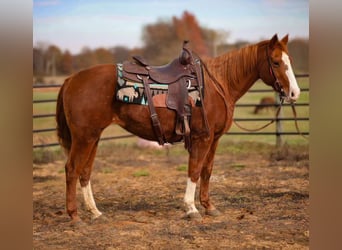 American Quarter Horse, Ruin, 15 Jaar, 147 cm, Donkere-vos