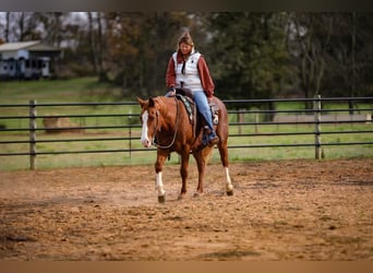 American Quarter Horse, Ruin, 15 Jaar, 147 cm, Donkere-vos