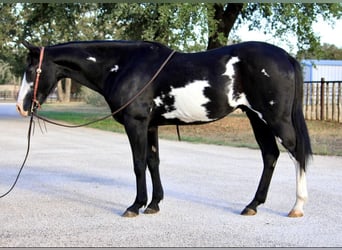 American Quarter Horse, Ruin, 15 Jaar, 147 cm, Overo-alle-kleuren