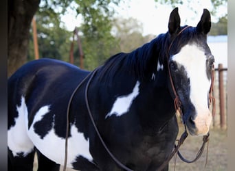 American Quarter Horse, Ruin, 15 Jaar, 147 cm, Overo-alle-kleuren