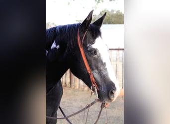 American Quarter Horse, Ruin, 15 Jaar, 147 cm, Overo-alle-kleuren