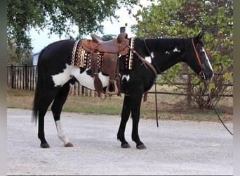 American Quarter Horse, Ruin, 15 Jaar, 147 cm, Overo-alle-kleuren